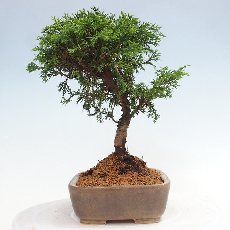 Outdoor bonsai - Juniperus chinensis Itoigawa - Jałowiec chiński