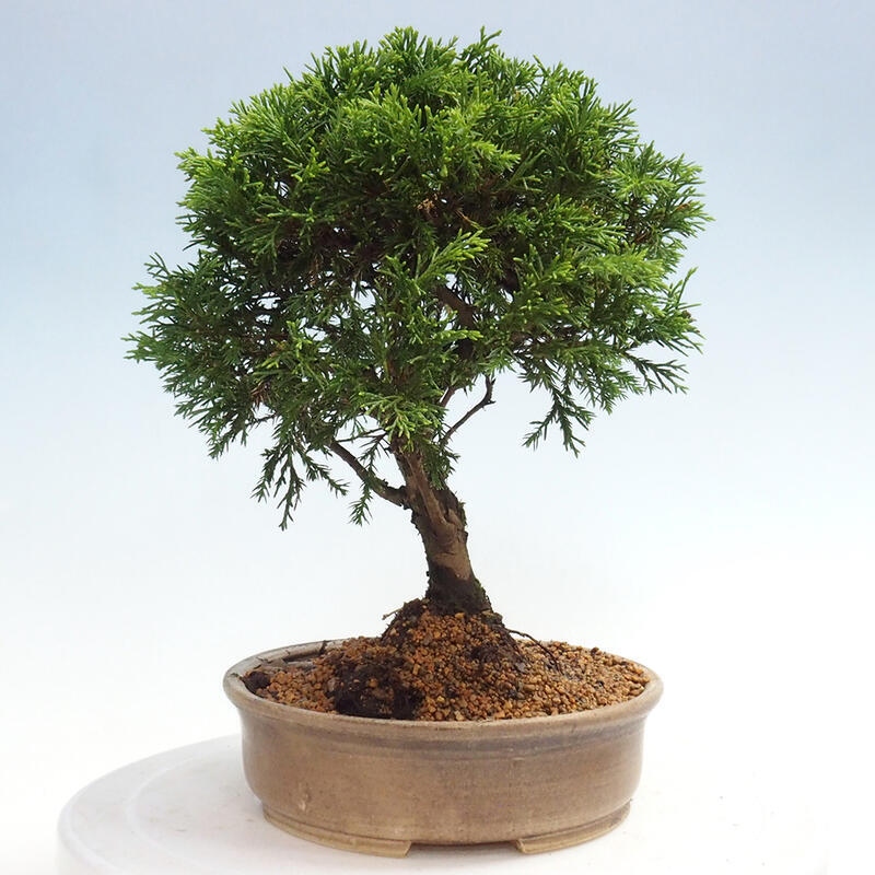 Outdoor bonsai - Juniperus chinensis Itoigawa - Jałowiec chiński