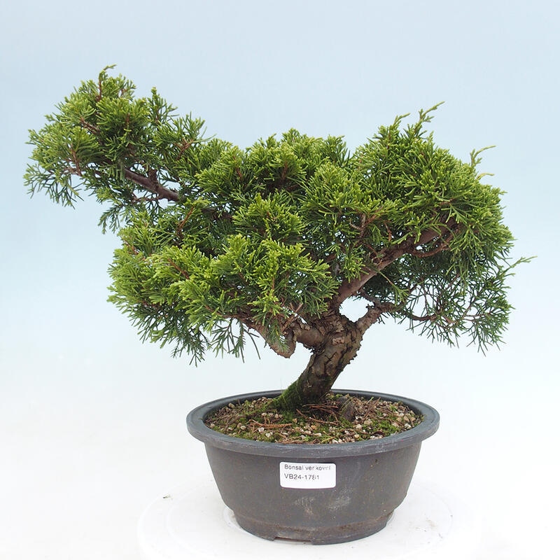 Outdoor bonsai - Juniperus chinensis Itoigawa - Jałowiec chiński