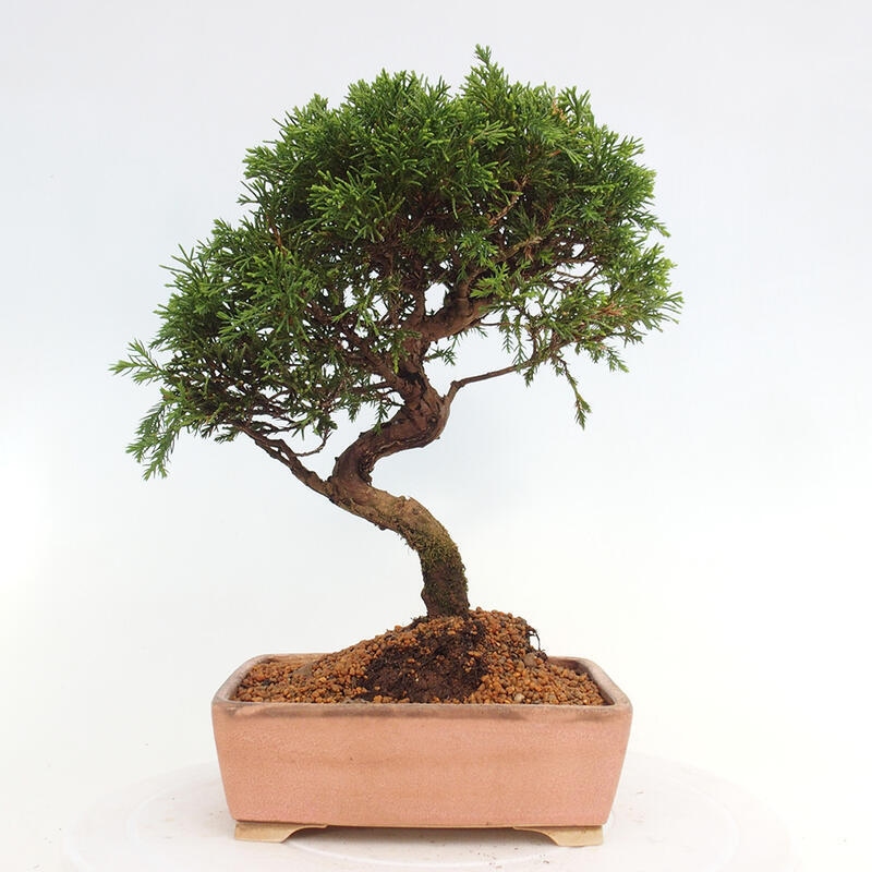 Outdoor bonsai - Juniperus chinensis Itoigawa - Jałowiec chiński