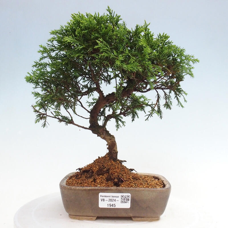 Outdoor bonsai - Juniperus chinensis Itoigawa - Jałowiec chiński