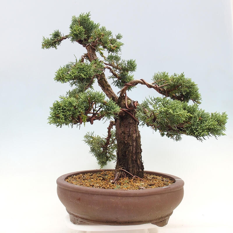 Outdoor bonsai - Juniperus chinensis Kishu - chiński jałowiec
