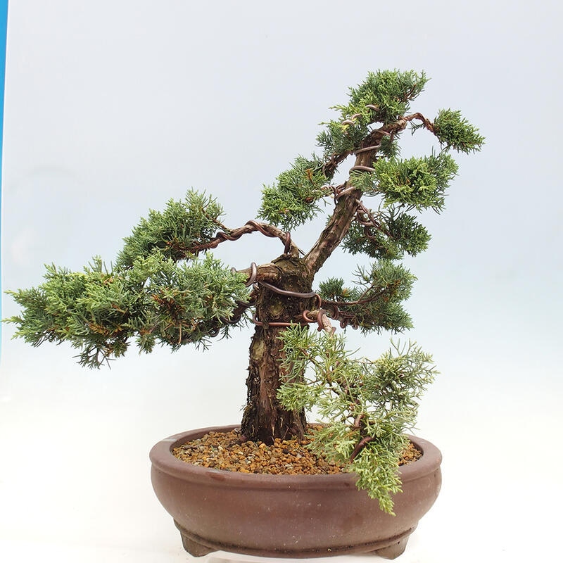 Outdoor bonsai - Juniperus chinensis Kishu - chiński jałowiec