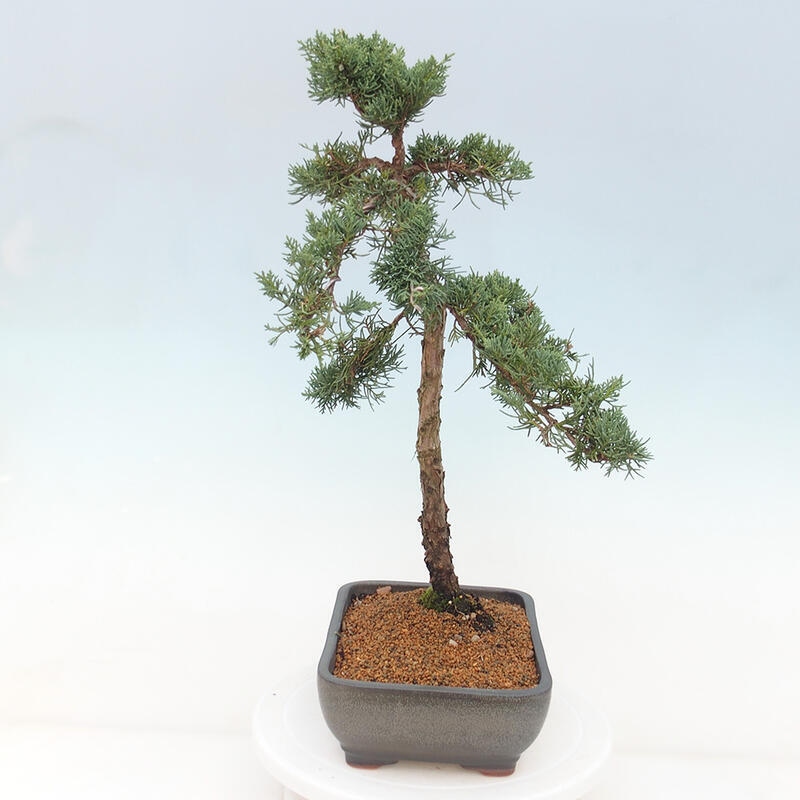Outdoor bonsai - Juniperus chinensis Kishu - chiński jałowiec