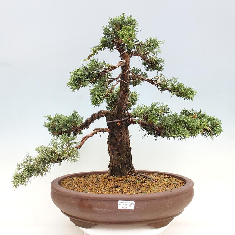 Outdoor bonsai - Juniperus chinensis Kishu - chiński jałowiec