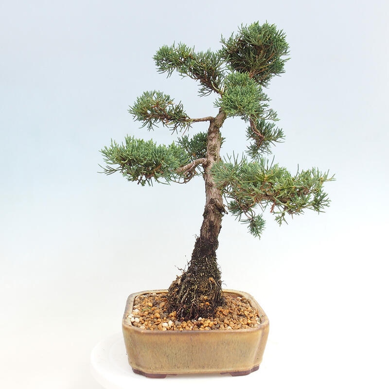 Outdoor bonsai - Juniperus chinensis Kishu - chiński jałowiec