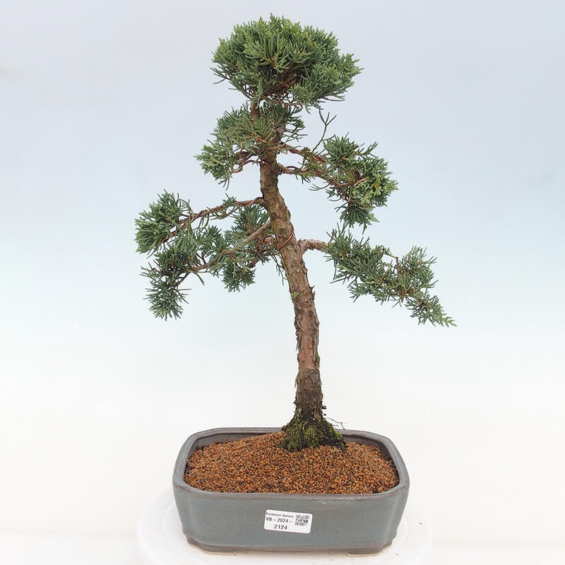 Outdoor bonsai - Juniperus chinensis Kishu - chiński jałowiec