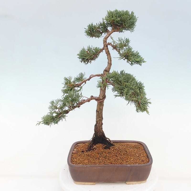 Outdoor bonsai - Juniperus chinensis Kishu - chiński jałowiec