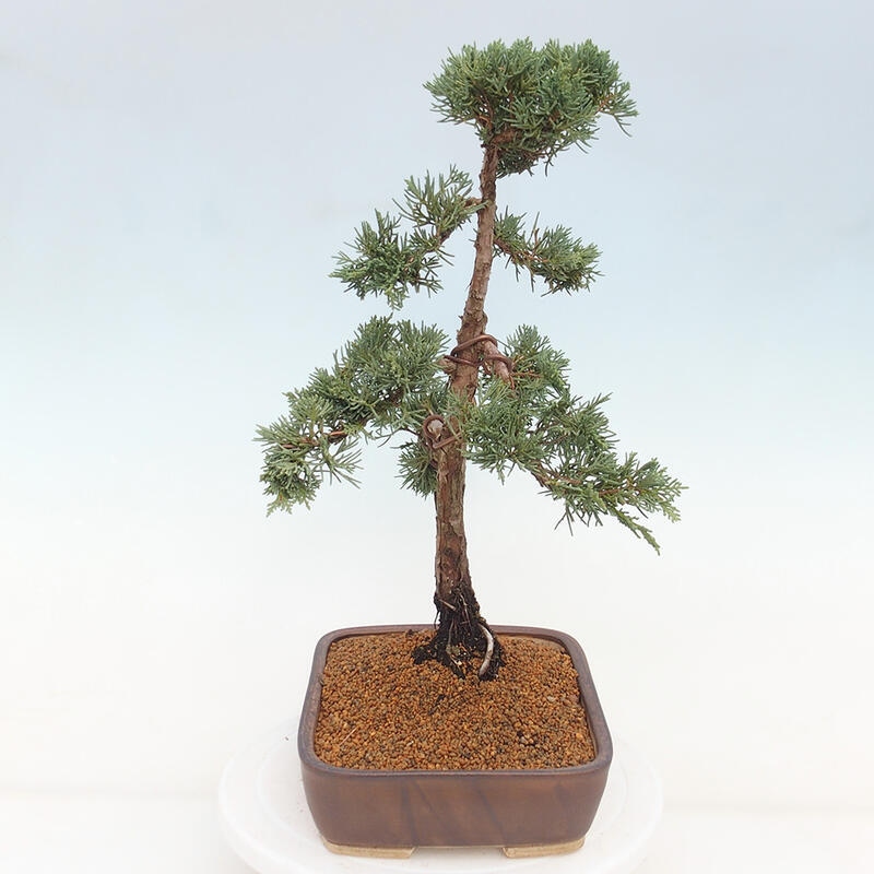 Outdoor bonsai - Juniperus chinensis Kishu - chiński jałowiec