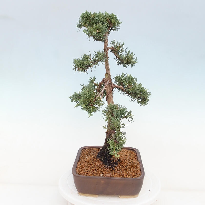 Outdoor bonsai - Juniperus chinensis Kishu - chiński jałowiec