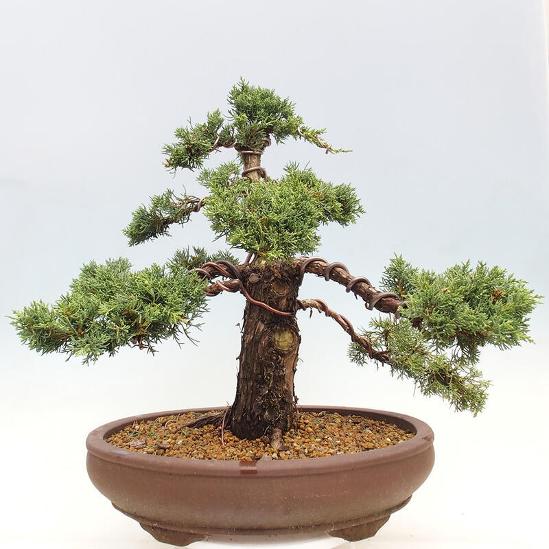 Outdoor bonsai - Juniperus chinensis Kishu - chiński jałowiec