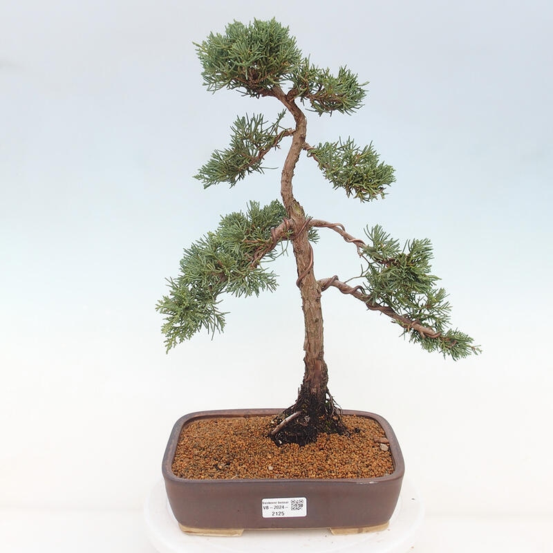 Outdoor bonsai - Juniperus chinensis Kishu - chiński jałowiec