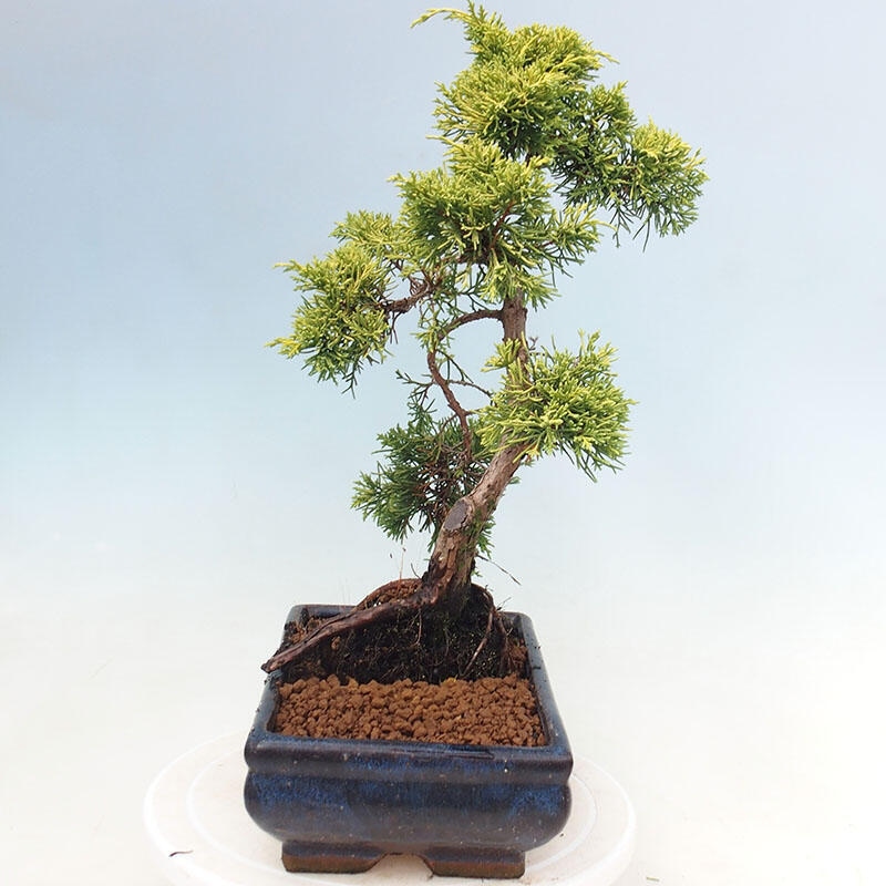 Bonsai plenerowe - Juniperus chinensis plumosa aurea - chiński jałowiec złoty