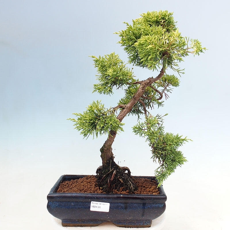 Bonsai plenerowe - Juniperus chinensis plumosa aurea - chiński jałowiec złoty