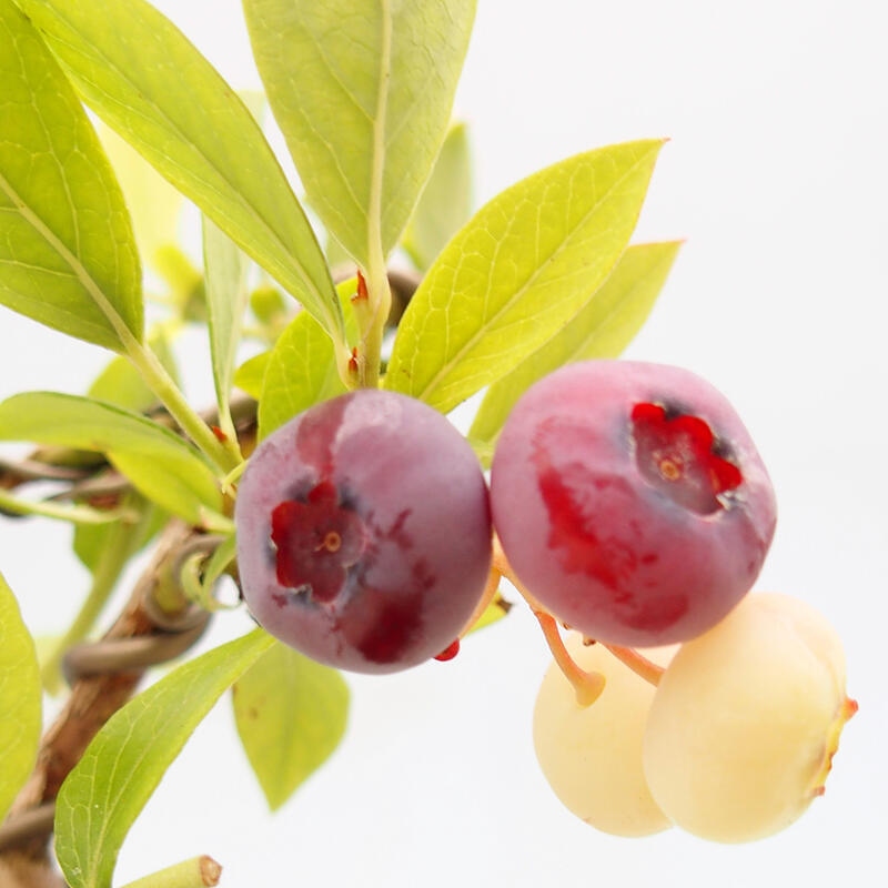 Bonsai Outdoor - Borówka kanadyjska - Vaccinium corymbosum