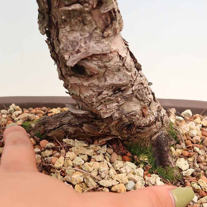 Bonsai zewnętrzne - Larix decidua - Modrzew liściasty