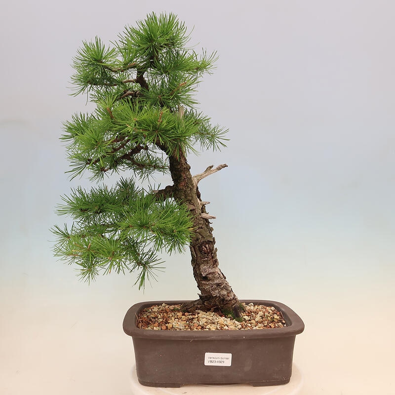 Bonsai zewnętrzne - Larix decidua - Modrzew liściasty