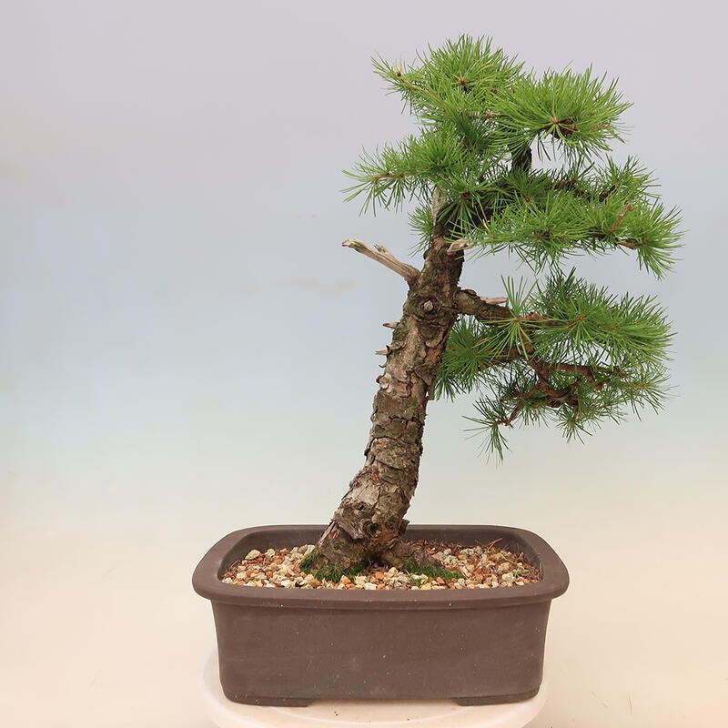 Bonsai zewnętrzne - Larix decidua - Modrzew liściasty