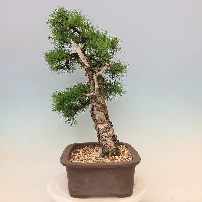 Bonsai zewnętrzne - Larix decidua - Modrzew liściasty