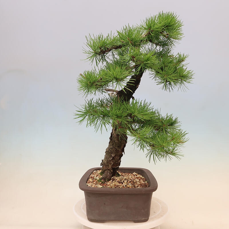 Bonsai zewnętrzne - Larix decidua - Modrzew liściasty