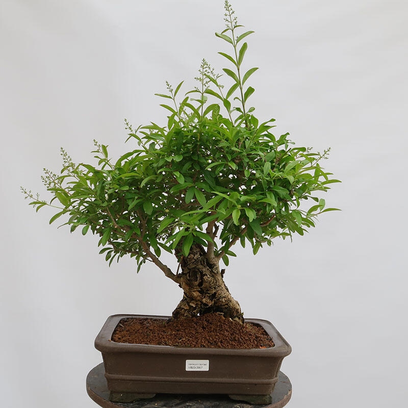 Outdoor bonsai - Ligustrum vulgare - Widok z lotu ptaka