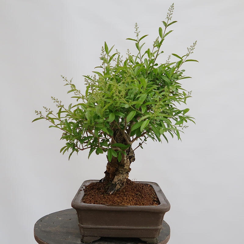 Outdoor bonsai - Ligustrum vulgare - Widok z lotu ptaka