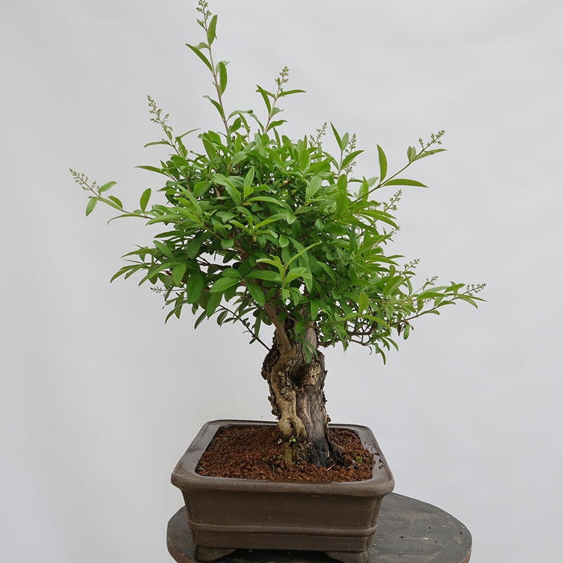 Outdoor bonsai - Ligustrum vulgare - Widok z lotu ptaka