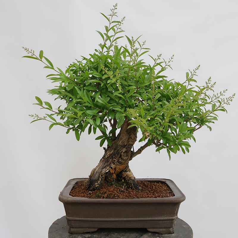 Outdoor bonsai - Ligustrum vulgare - Widok z lotu ptaka