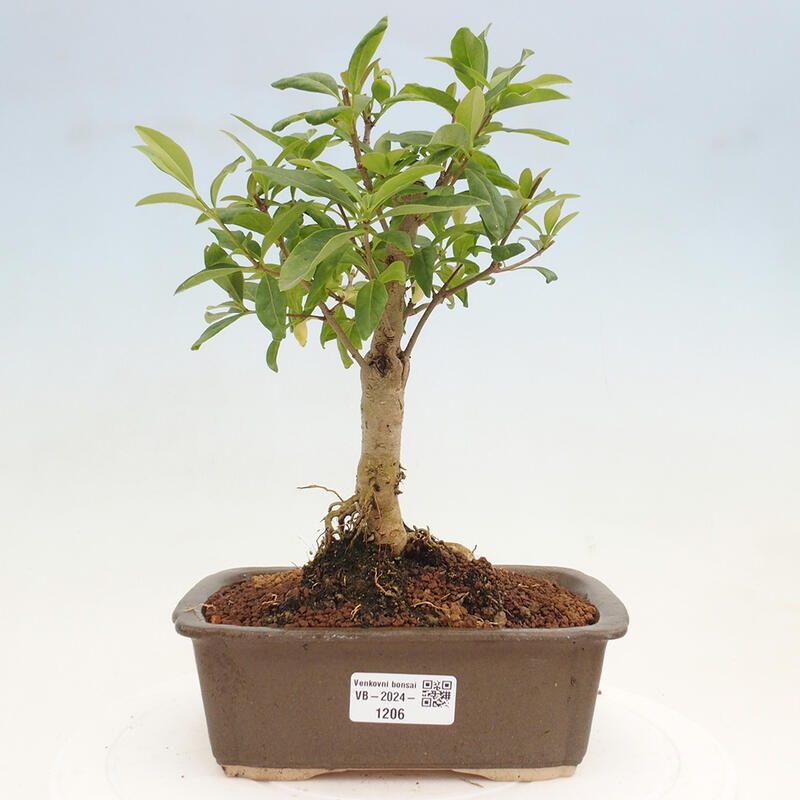Outdoor bonsai - Ligustrum vulgare - Widok z lotu ptaka