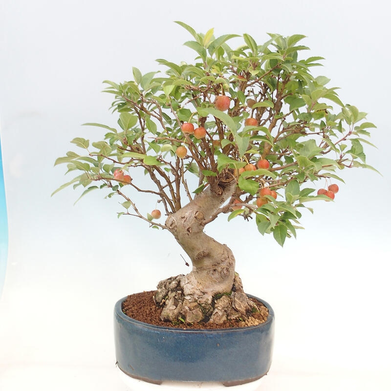 Bonsai plenerowe - Malus Halliana - Jabłoń drobnoowocowa