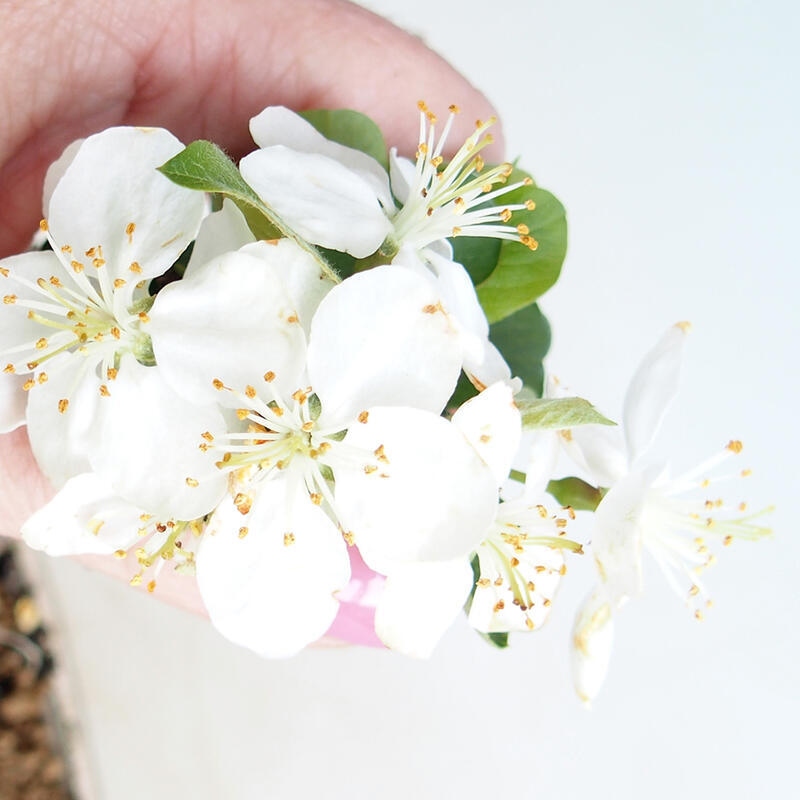 Outdoor bonsai - Malus sargentii - Jabłoń drobnoowocowa