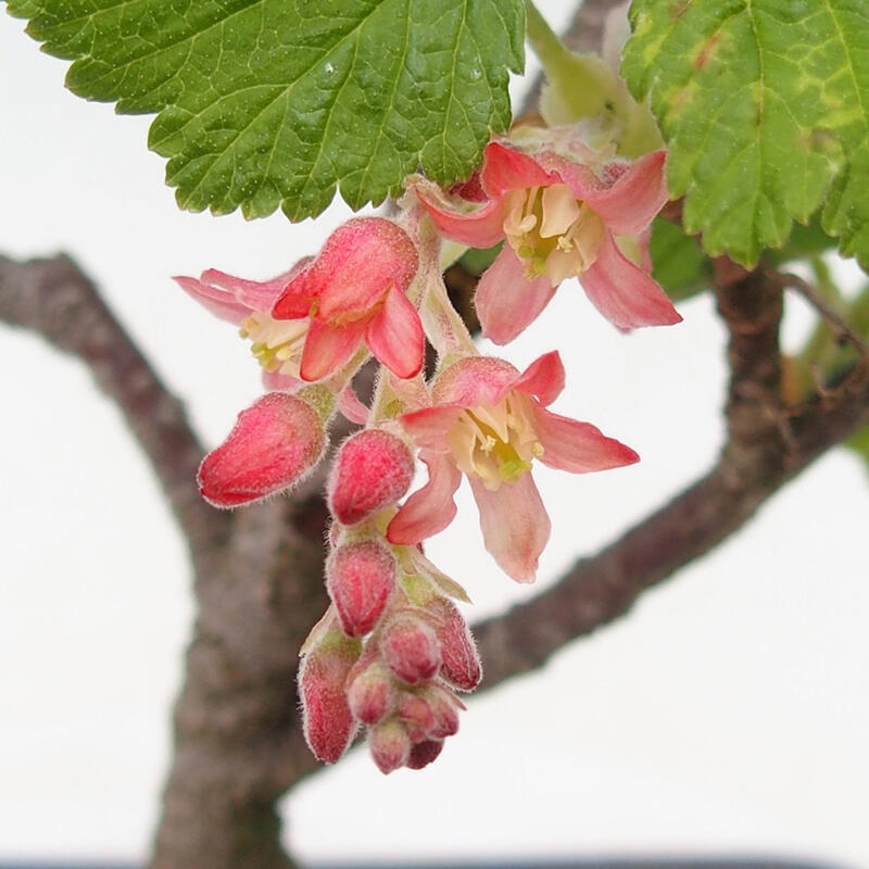 Bonsai zewnętrzne - Krwawa meruzalka - Ribes sanguneum