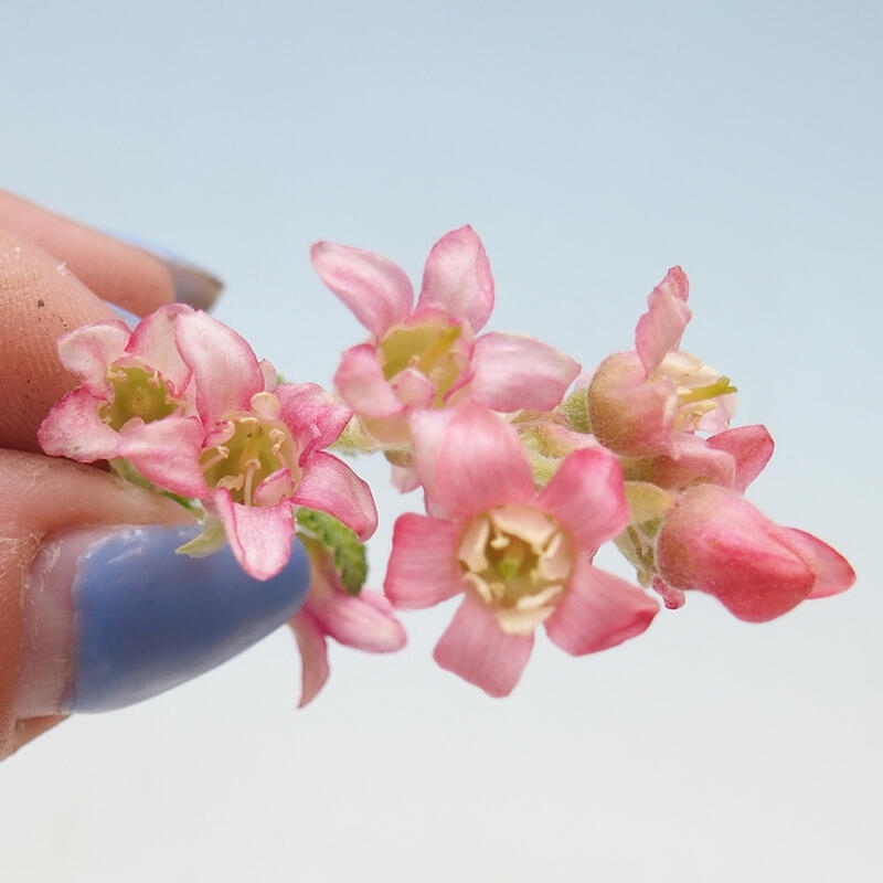 Bonsai zewnętrzne - Krwawa meruzalka - Ribes sanguneum