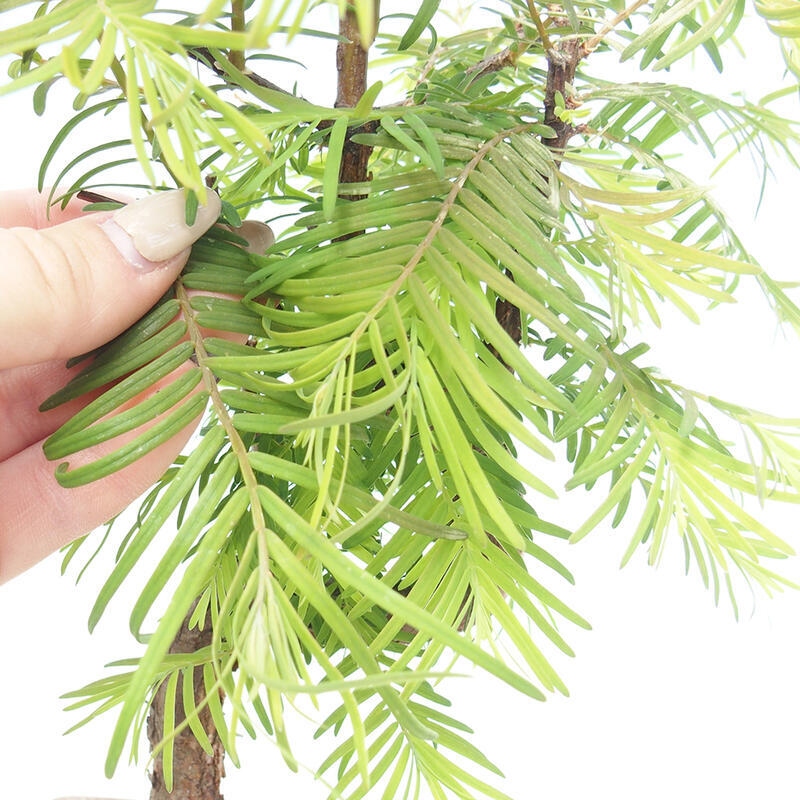 Outdoor bonsai - Metasequoia glyptostroboides - chińskie metasekvoje