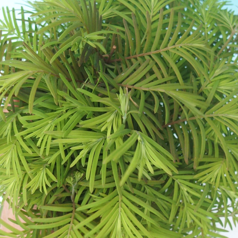 Outdoor bonsai - Metasequoia glyptostroboides - chińskie metasekvoje
