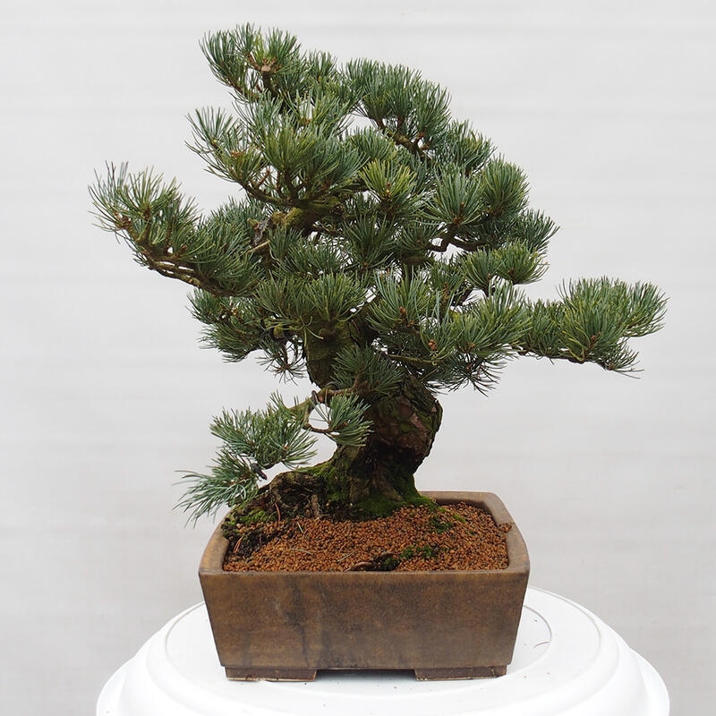 Outdoor bonsai - Pinus parviflora - Mała sosna
