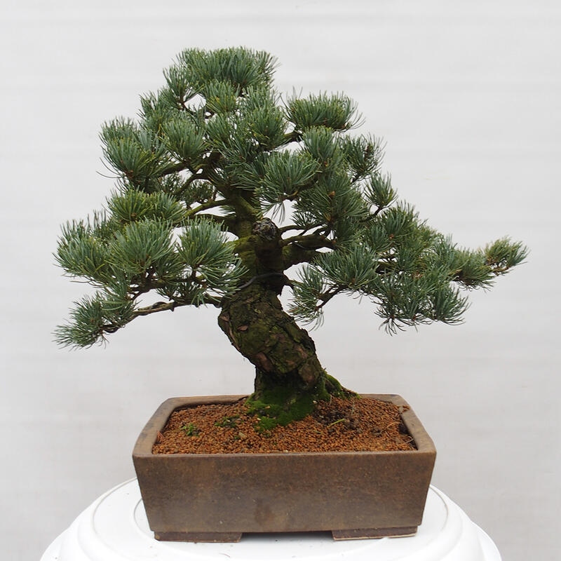Outdoor bonsai - Pinus parviflora - Mała sosna
