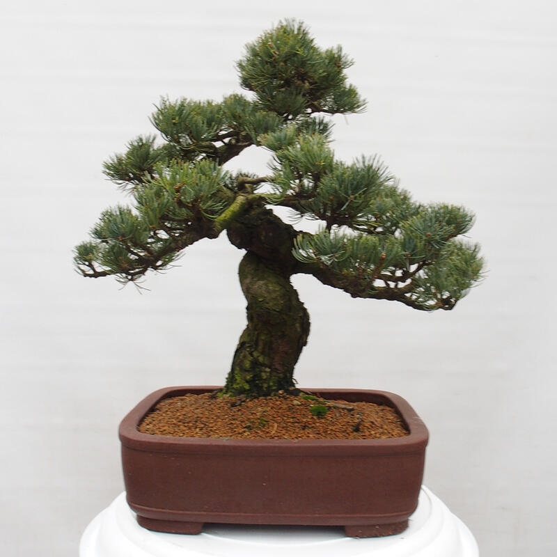 Outdoor bonsai - Pinus parviflora - Mała sosna