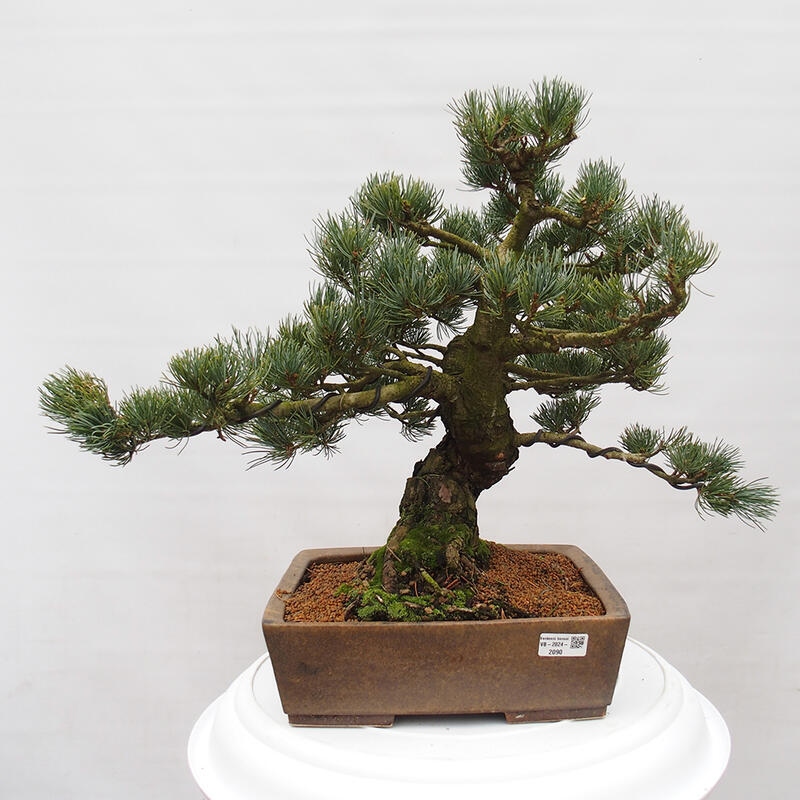 Outdoor bonsai - Pinus parviflora - Mała sosna