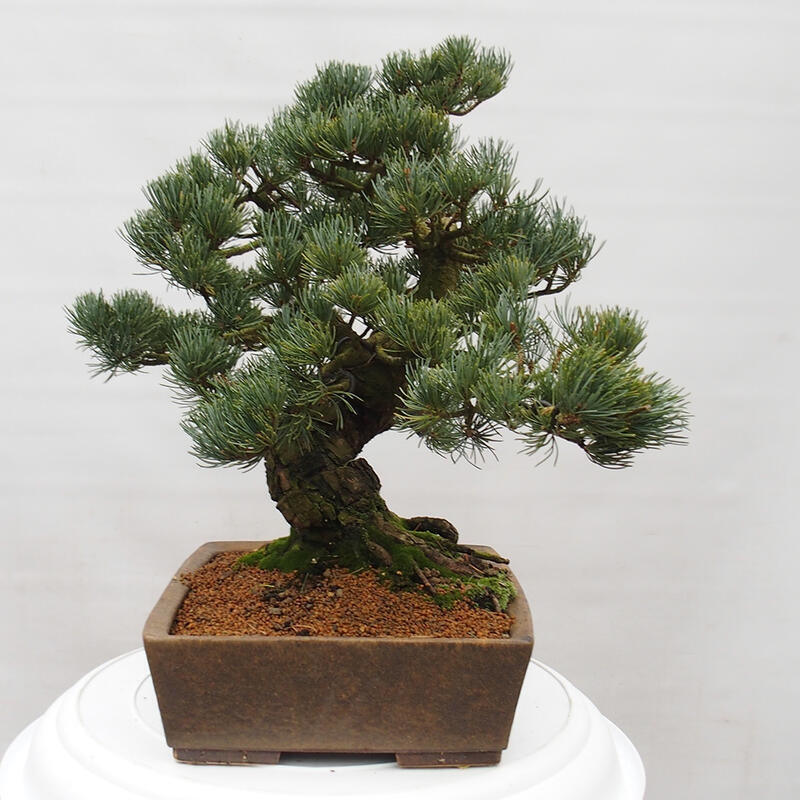 Outdoor bonsai - Pinus parviflora - Mała sosna