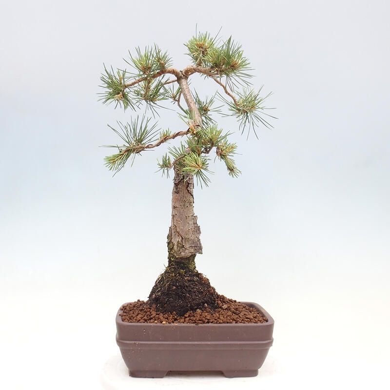 Outdoor bonsai - Pinus Sylvestris - sosna zwyczajna