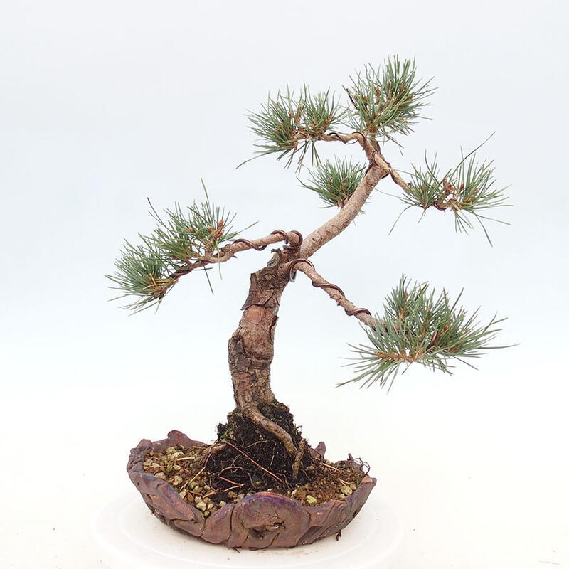 Outdoor bonsai - Pinus Sylvestris - sosna zwyczajna
