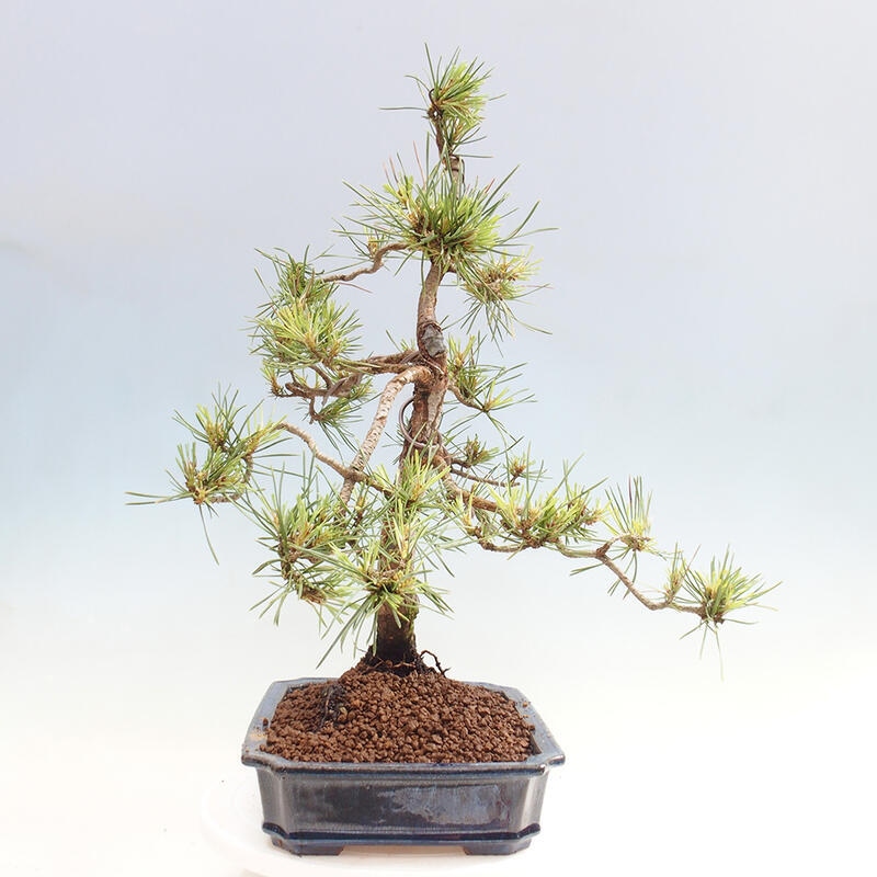Outdoor bonsai - Pinus Sylvestris - sosna zwyczajna