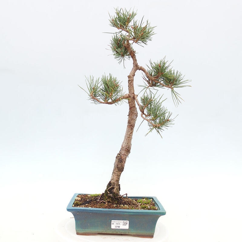 Outdoor bonsai - Pinus Sylvestris - sosna zwyczajna