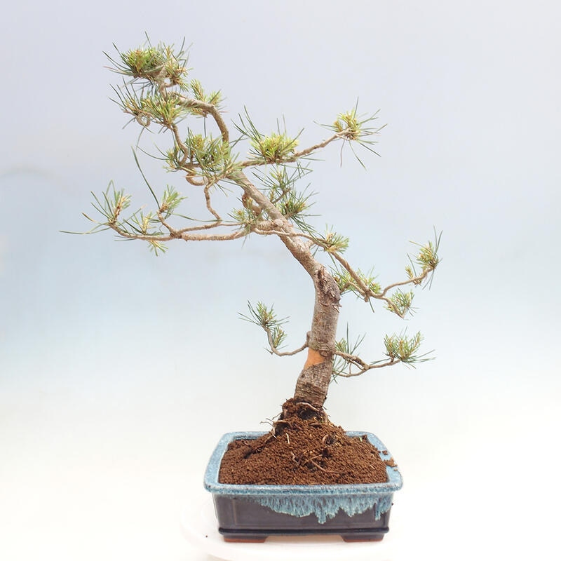 Outdoor bonsai - Pinus Sylvestris - sosna zwyczajna