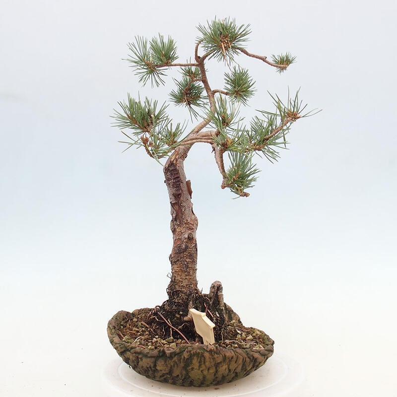 Outdoor bonsai - Pinus Sylvestris - sosna zwyczajna