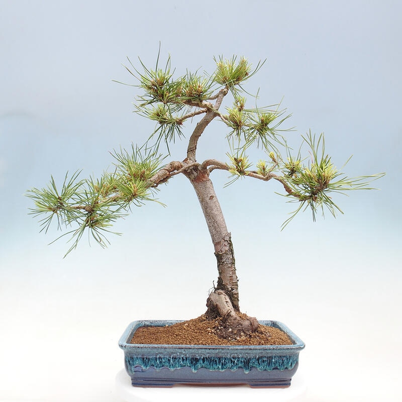 Outdoor bonsai - Pinus Sylvestris - sosna zwyczajna