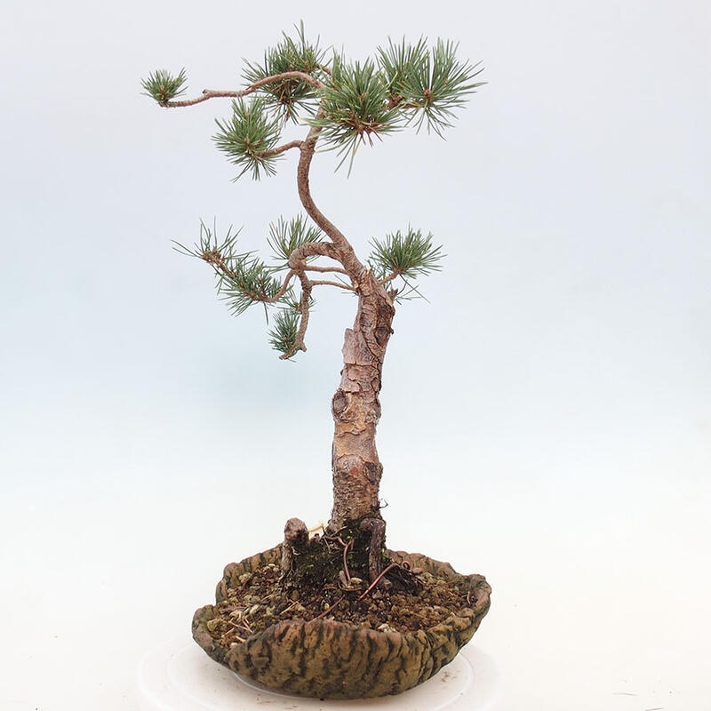 Outdoor bonsai - Pinus Sylvestris - sosna zwyczajna