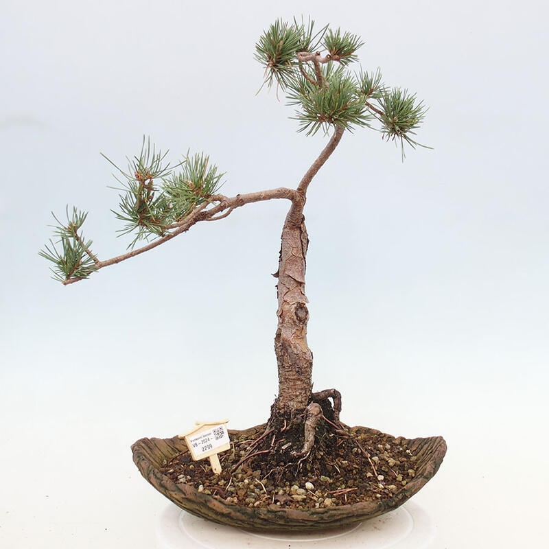 Outdoor bonsai - Pinus Sylvestris - sosna zwyczajna