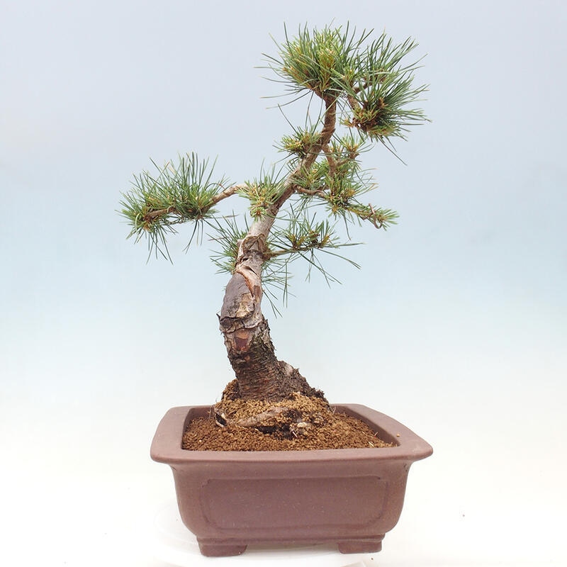Outdoor bonsai - Pinus Sylvestris - sosna zwyczajna